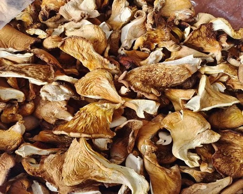 干蘑菇