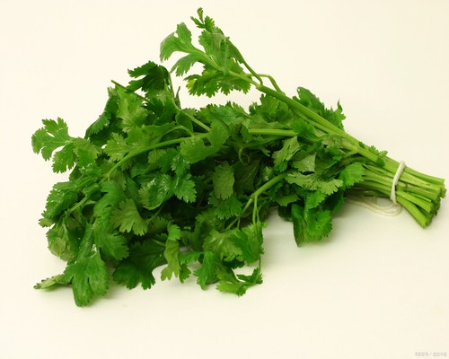 芫荽
